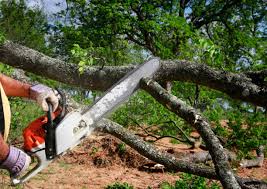 Caldwell, NJ Tree Removal and Landscaping Services Company